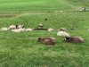 Schapen eiland Ameland